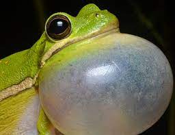 Japanese Tree Frog Life Expectancy