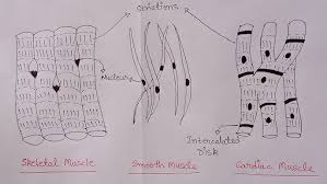 Draw a labelled diagram of unstriated muscle tissue and mention its occurrence, features and functions. How To Draw Skeletal Smooth And Cardiac Muscle Diagram Types Of Muscles Muscle Drawing Youtube