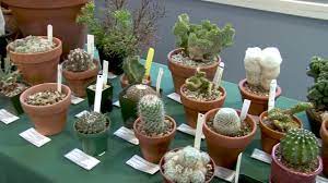 Discover the beauty of cacti and other succulents with the bcss! 11th Annual Cactus And Succulent Show Sale September 2017 Youtube