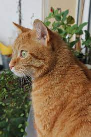 He Loves Bird Watching I Love His Green Eyes Ginger Bee Orange Cat Ideas Of Orange Cat Orangecat He Loves Orange Tabby Cats Orange Cats Tabby Cat