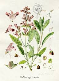 Image result for Salvia