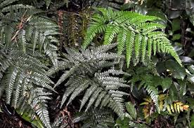 Image result for Dryopteridaceae