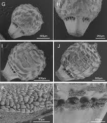 Image result for Scleria catophylla