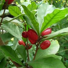 Image result for Synsepalum revolutum