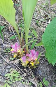 Image result for Aframomum angustifolium