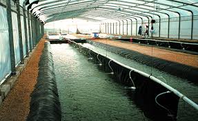 Whatsapp 076 Adli Kullanicinin Fish Farm Panosundaki Pin