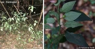 Image result for Clutia paxii