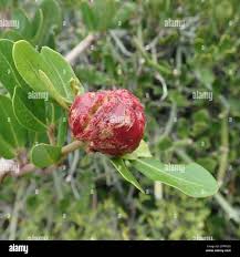Image result for Rhoicissus digitata