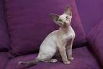 Devon Rex Cat Breeders in North Carolina - Cat Kingpin