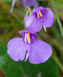 Image result for Utricularia sp.no.1