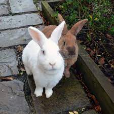 Do i need to feed the wild rabbit any differently than a domestic rabbit? Pet Rabbits And Your Health Rabbit Welfare Association Fund Rwaf
