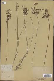 Image result for Fimbristylis complanata