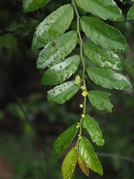 Image result for Ventilago