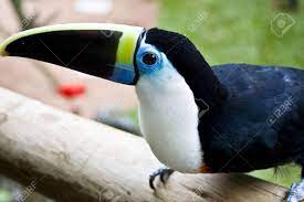 It has a black plumaged with a white throat and breast bordered below with a narrow red line. White Throated Toucan Stock Photo Picture And Royalty Free Image Image 3744533