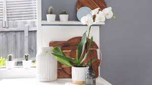 Shop for silica gel supplies. How To Plant Grow And Prune An Orchid Bunnings Australia