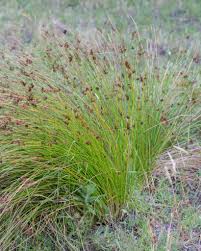 Image result for Juncus exsertus