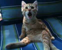 Una sorpresa es lo que la persona no espera. 10 Ejemplos De Sorpresa Y Definicion Yavendras