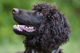 When the puppies are born they are usually a solid black color. Big Black Curly Hair Dog Quaebella