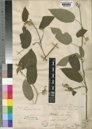 Image result for Tragiella natalensis