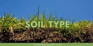 A common problem with st. How To Make St Augustine Grass Spread Quickly And Grow Thicker Cg Lawn