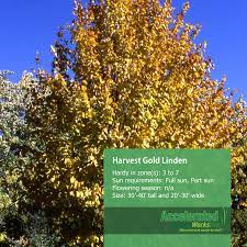 Maybe you would like to learn more about one of these? Harvest Gold Linden Harvest Linden Landscape