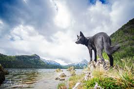 It was introduced into the united states in the 1990s and has remained true to its heritage as a versatile gun dog. El Kelpie Australiano