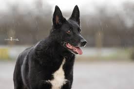 That said, as a mix between border collie and labrador retriever parents, you can expect boradors to be on the medium to large side. Pria Border Collie Labrador Husky Mix Tierheim Ahrenshoft Vom Tierschutzverein Nordfriesland E V