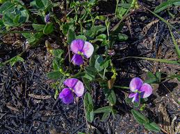 Image result for Vigna frutescens