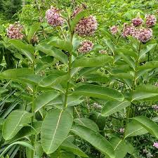 The common milkweed is the plant that most people associate with the word 'milkweed.' this is a tall and conspicuous species that sometimes forms large clones. Asclepias Syriaca Common Milkweed Plugs Greentec Nursery