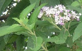 Image result for Vernonia auriculifera