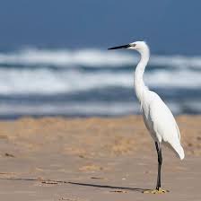 White Little Heron Bird Stands On The Sand On The Beach Heron Photography Bird Bird Stand