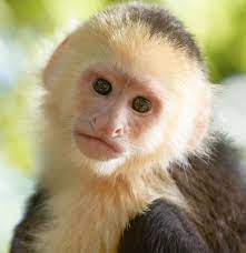 A Complete List Of All Types Of Monkeys Capuchin Monkey Capuchin Monkey Pet Monkey Pictures