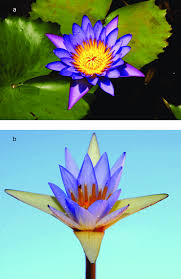 Image result for Nymphaea