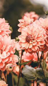 Pin By Amy Keilman On Flowers Flower Backgrounds Flowers Photography Flower Aesthetic
