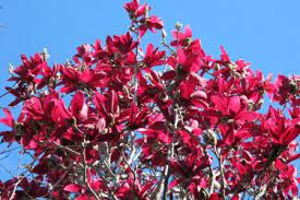 Posts About Red Flowered Magnolias On Tikorangi The Jury Garden Japanese Magnolia Tree Red Magnolia Magnolia Trees