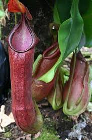 Image result for Nesaea spathulata