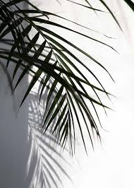 Black And White Plants Aesthetic Flowers Bloom Greenery Plants Aesthetic Backgrounds Iphone Wallpaper Bright Instagram