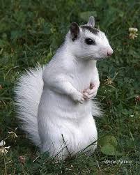 Little White Squirrel Reminds Me Of The Squirrels I Used To See In D C Downtown Near The Reflecting Pool Cute Animals Albino Animals Animals