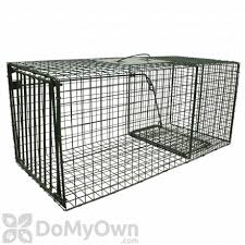 Cat traps se enorgullece en ofrecer este servicio a las personas preocupados por las poblaciones incipientes de gatos callejeros. Possum Opossum Control How To Get Rid Of Possums