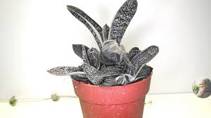 Estas son las ofertas que existen actualmente de este tipo de plantas. Gasteria Little Warty Youtube