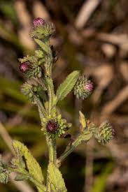 Image result for Laggera