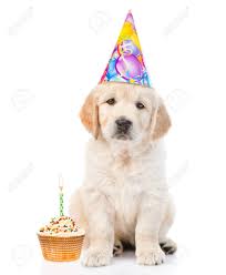 Golden Retriever Puppy In Verjaardag Hoed Met Cake Kijken Naar De Camera Geisoleerd Op Een Witte Achtergrond Royalty Vrije Foto Plaatjes Beelden En Stock Fotografie Image 56438518