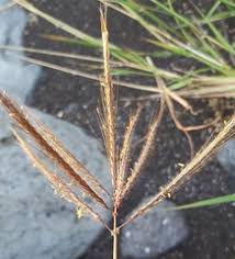 Image result for Coelachne africana