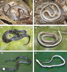 Image result for Atractus multicinctus