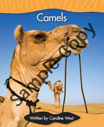But they can survive without water for a long time. Camels By Macmillan Education Issuu