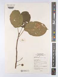 Image result for Caloncoba crepiniana