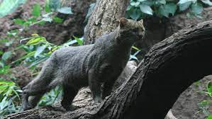 Check spelling or type a new query. 6 Wild Cats Still Found Roaming The U S Howstuffworks