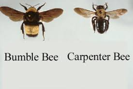 However, they can be dangerous. Carpenter Bee Identification And Signs