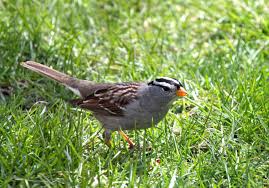Image result for BIRD LARGER THAN SPARROW WITH YELLOW DOTS ON BELLY IN CALGARY