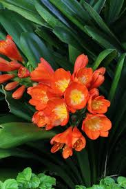 Image result for Clivia miniata